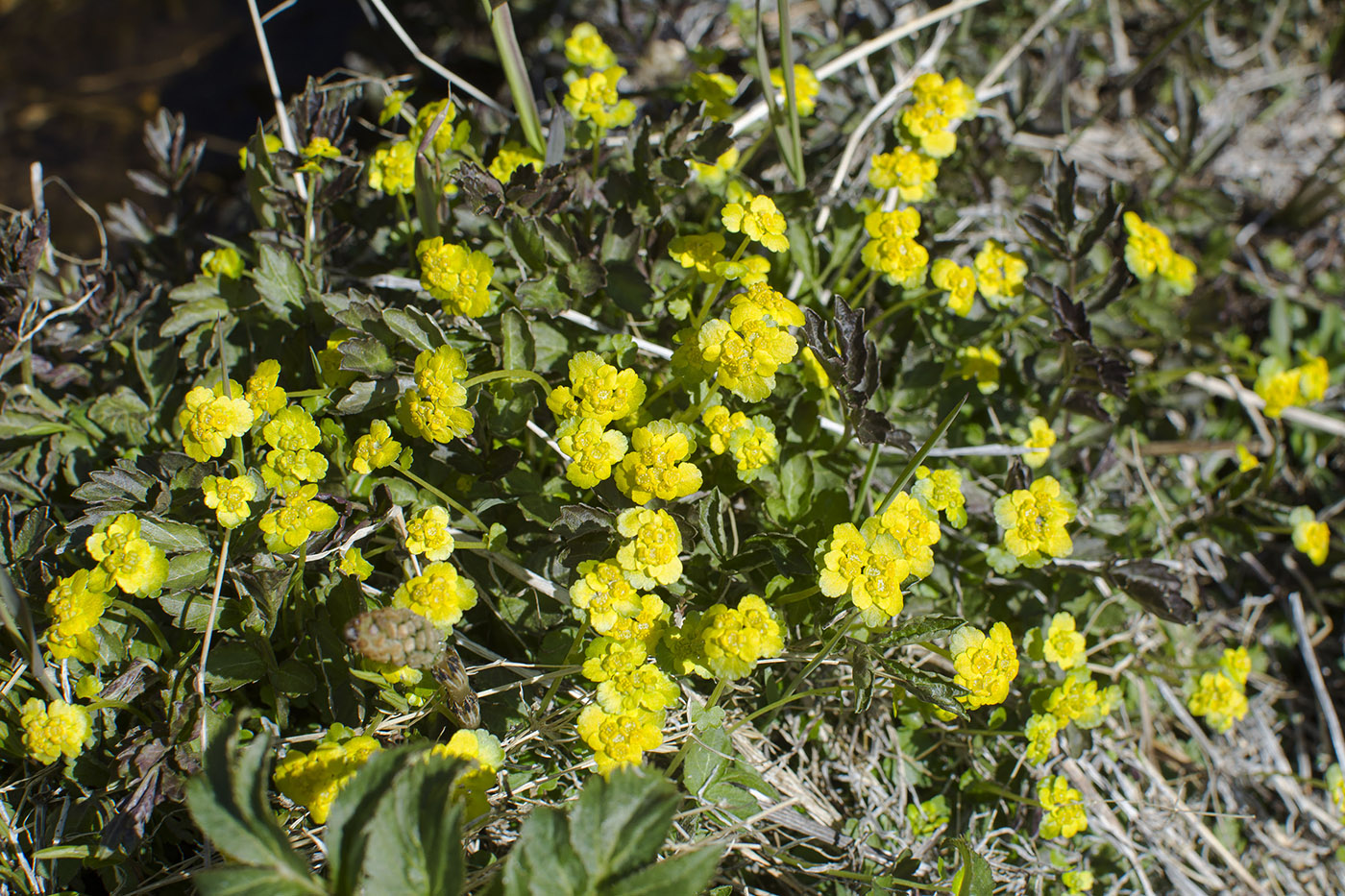 Изображение особи Chrysosplenium sibiricum.