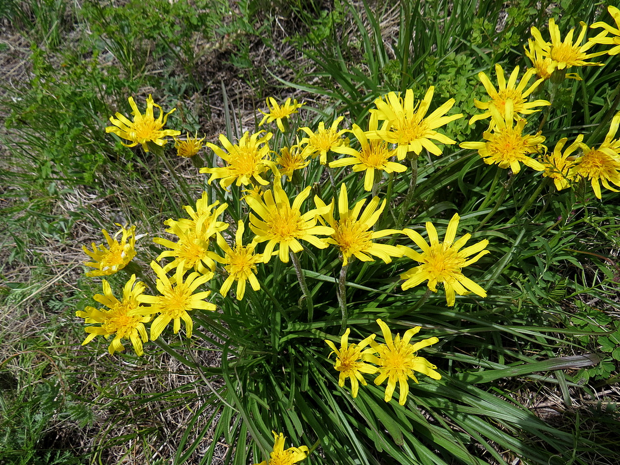 Image of Scorzonera radiata specimen.