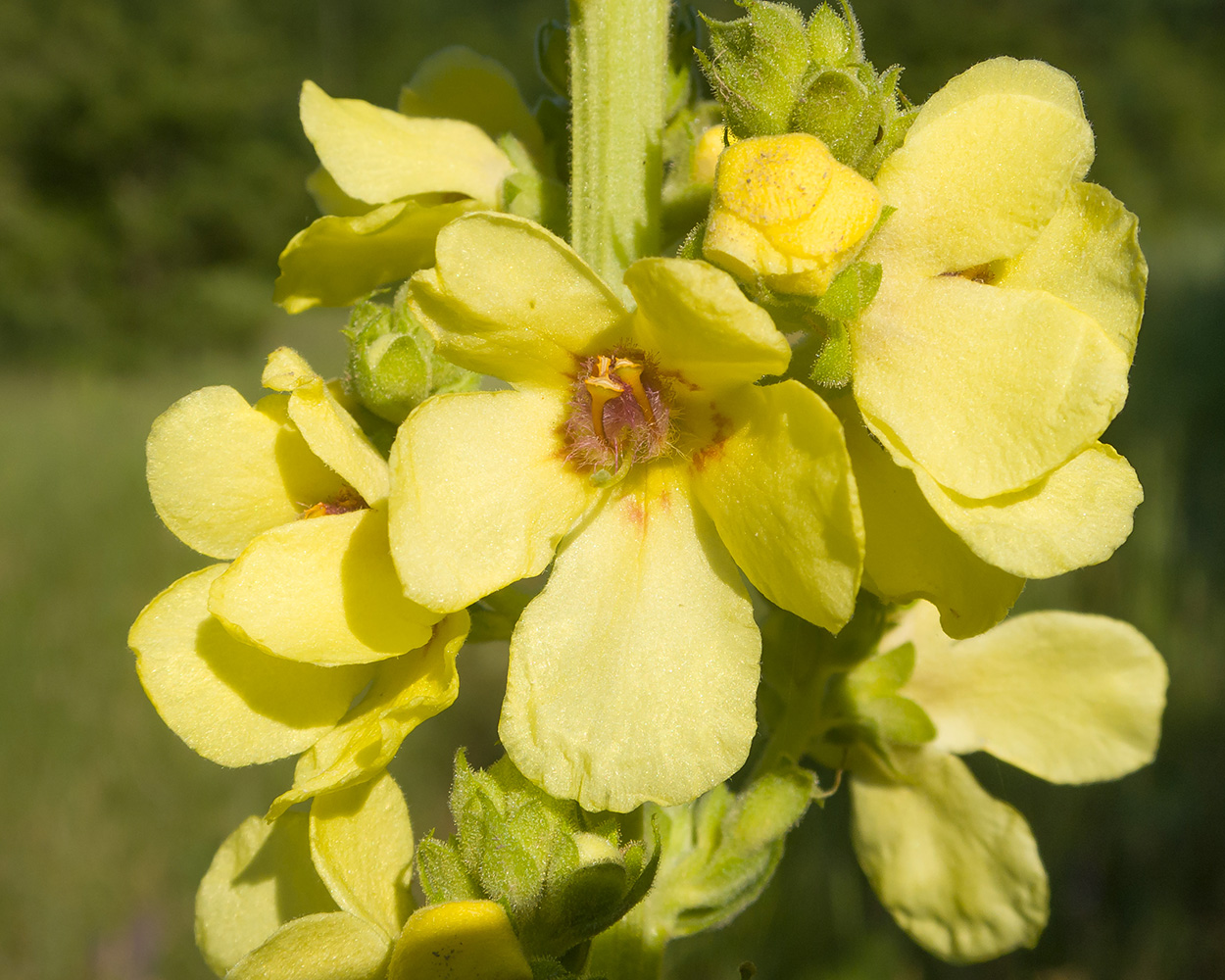 Image of Verbascum pyramidatum specimen.