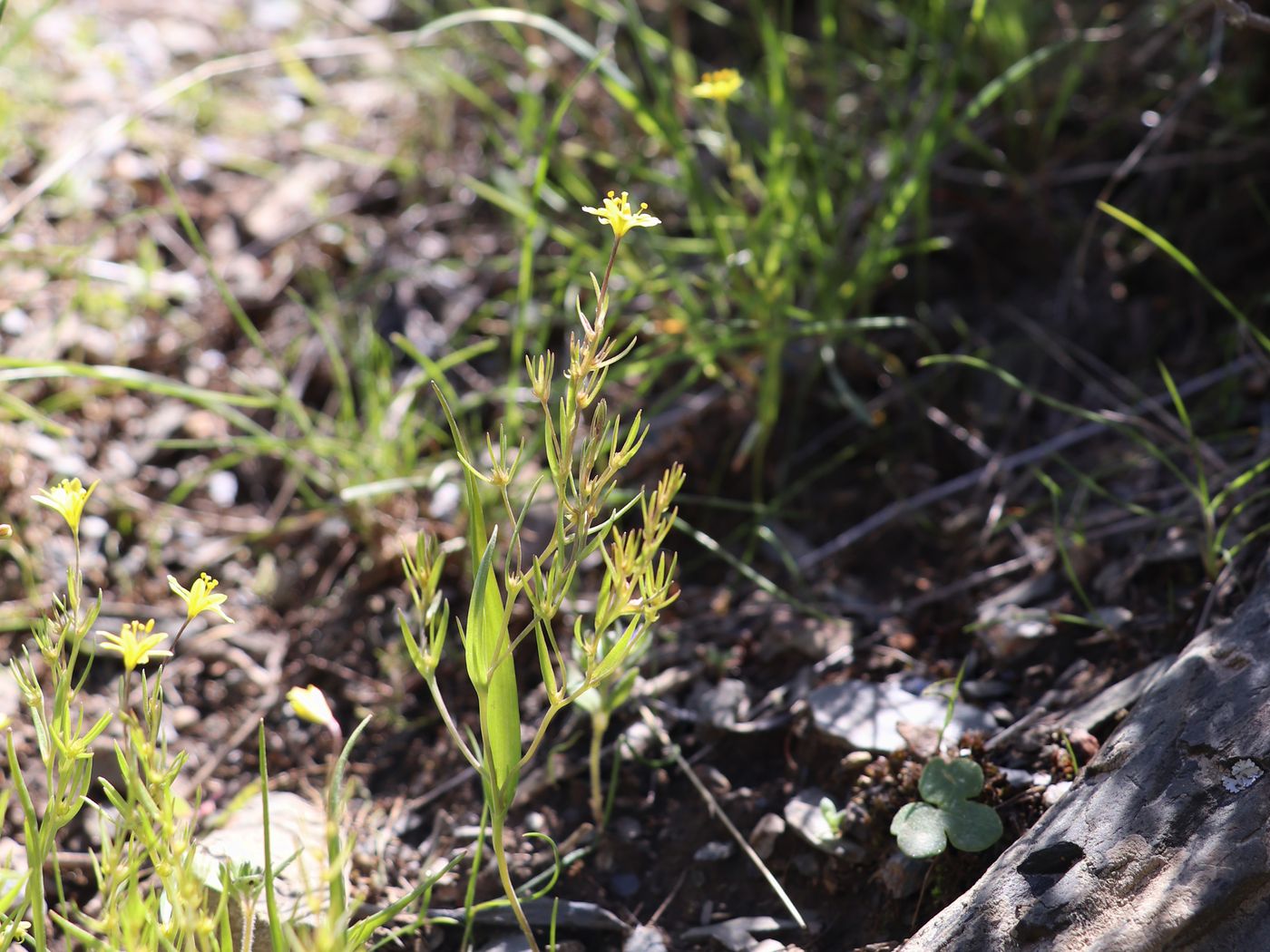 Image of Gagea gageoides specimen.