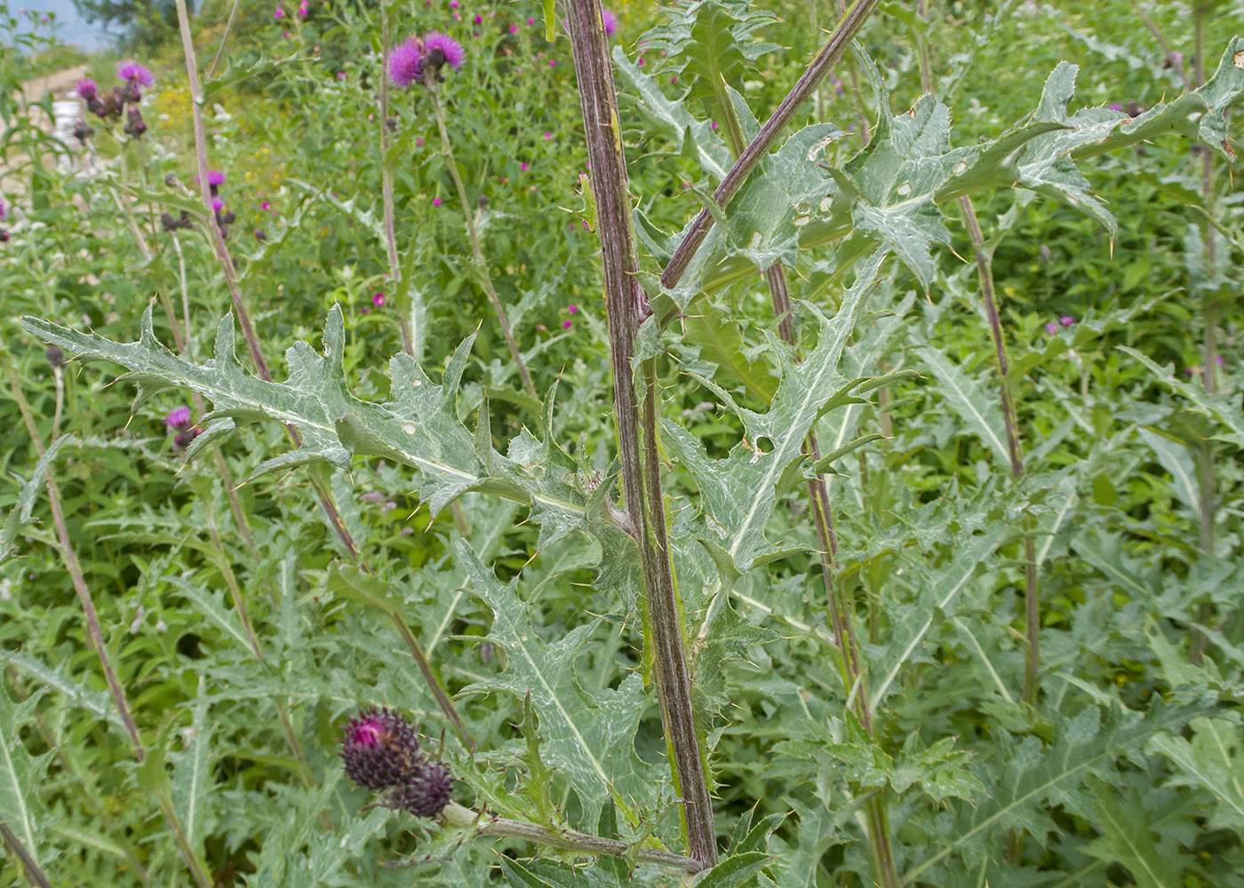 Image of Cirsium elbrusense specimen.