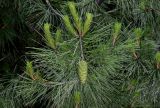 Pinus halepensis