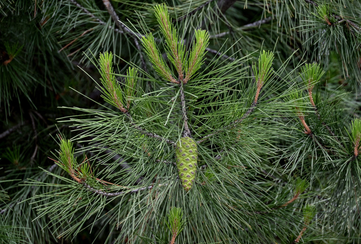 Image of Pinus halepensis specimen.