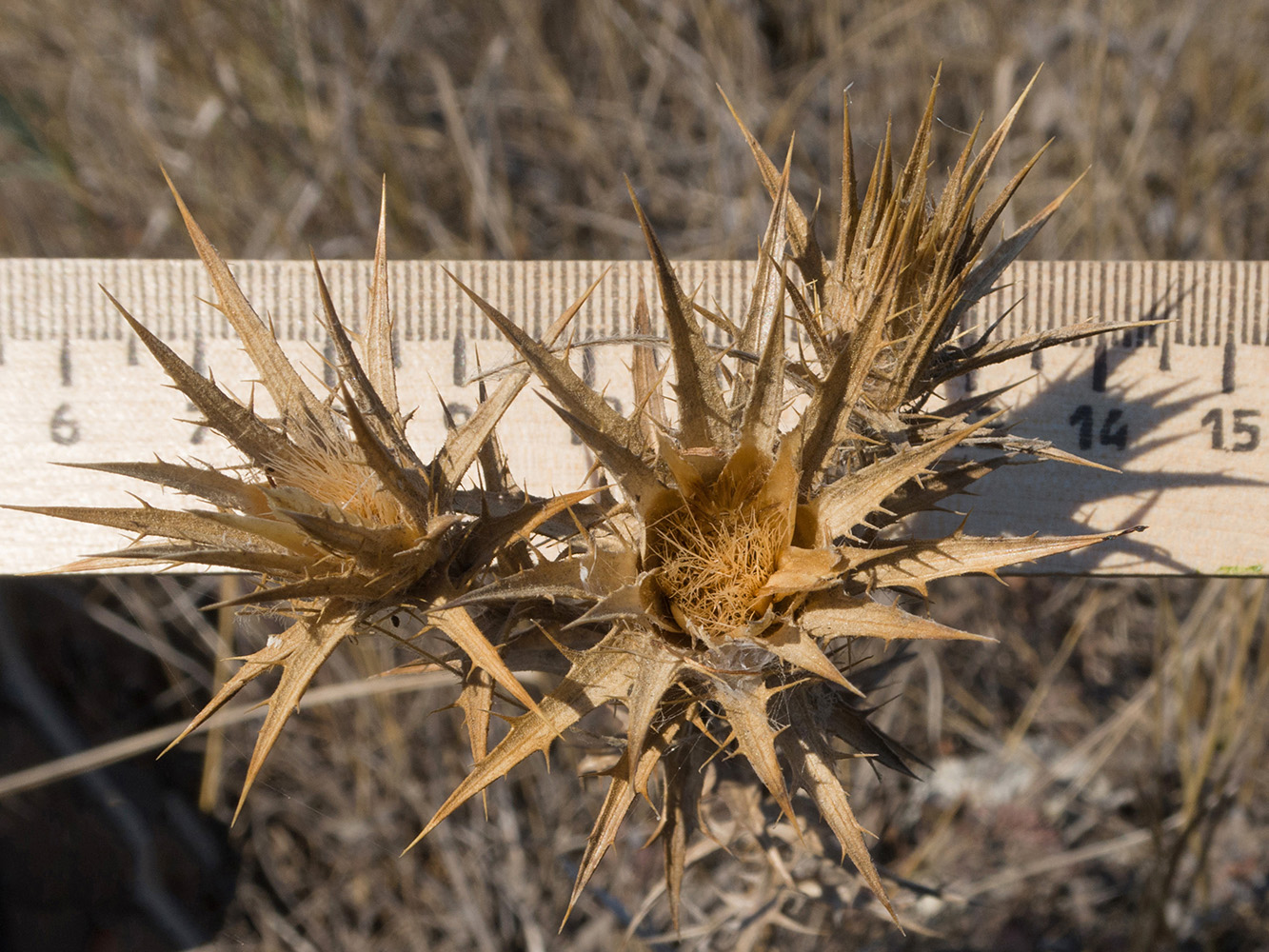 Изображение особи Carthamus lanatus.