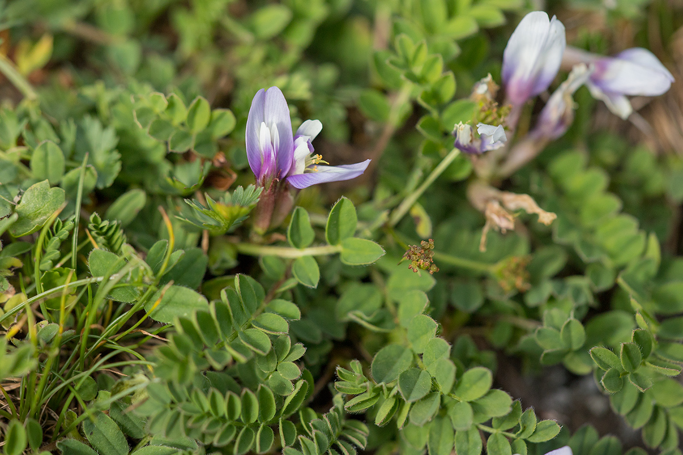 Image of Astragalus levieri specimen.