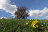 Adonis vernalis