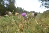 Cirsium polonicum