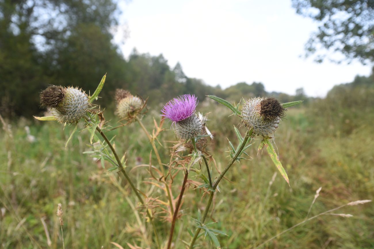 Изображение особи Cirsium polonicum.