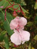 Impatiens glandulifera. Соцветие с цветком и завязями (гипохромная форма). Хабаровский край, окр. г. Комсомольск-на-Амуре, граница смешанного леса и просеки ЛЭП. 28.09.2024.