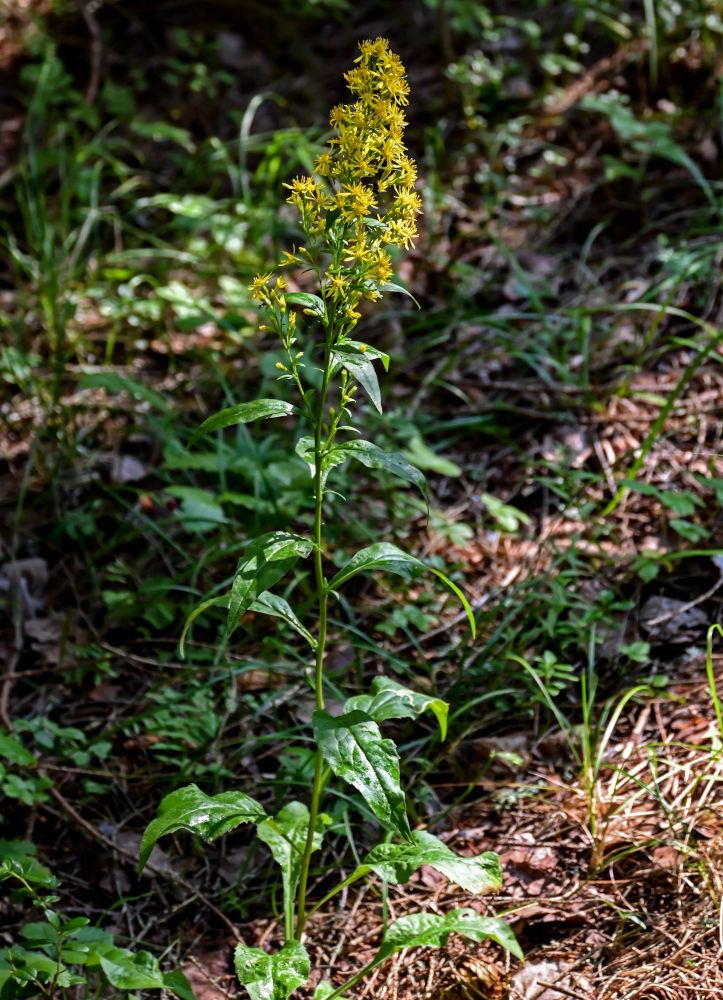 Изображение особи Solidago virgaurea.