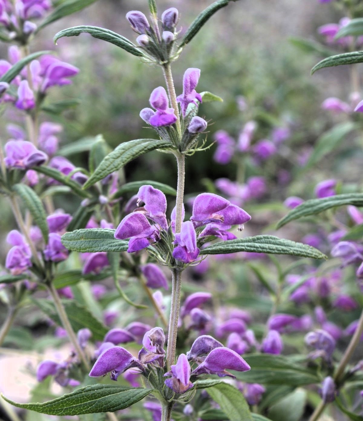 Image of Phlomis pungens specimen.