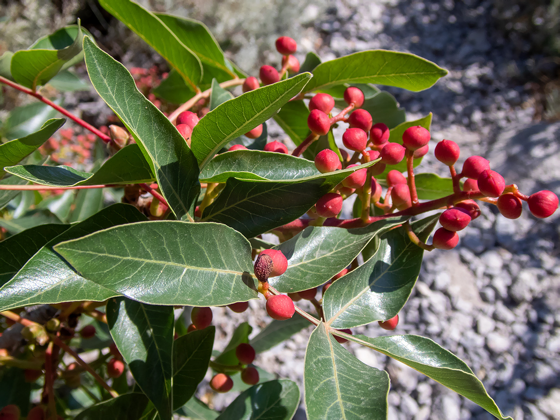 Изображение особи Pistacia mutica.