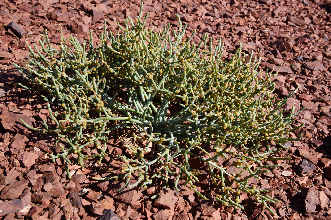 Изображение особи семейство Chenopodiaceae.