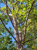 Platanus occidentalis