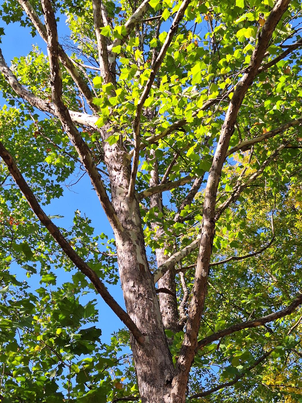 Изображение особи Platanus occidentalis.