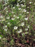 Cerastium подвид tauricum