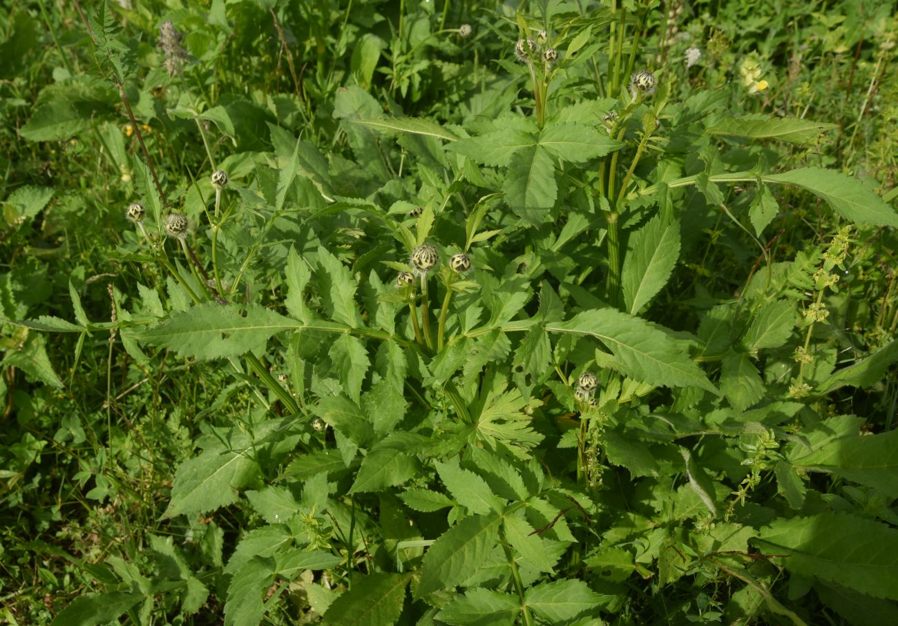 Изображение особи Cephalaria gigantea.