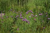 Allium schoenoprasum. Заросль цветущих растений на сыром лугу. Ленинградская обл., Ломоносовский р-н, окр. Шепелёвского маяка; п-ов Каравалдай, берег Финского залива в северном куту Батарейной бухты, приморский луг. 16.06.2024.