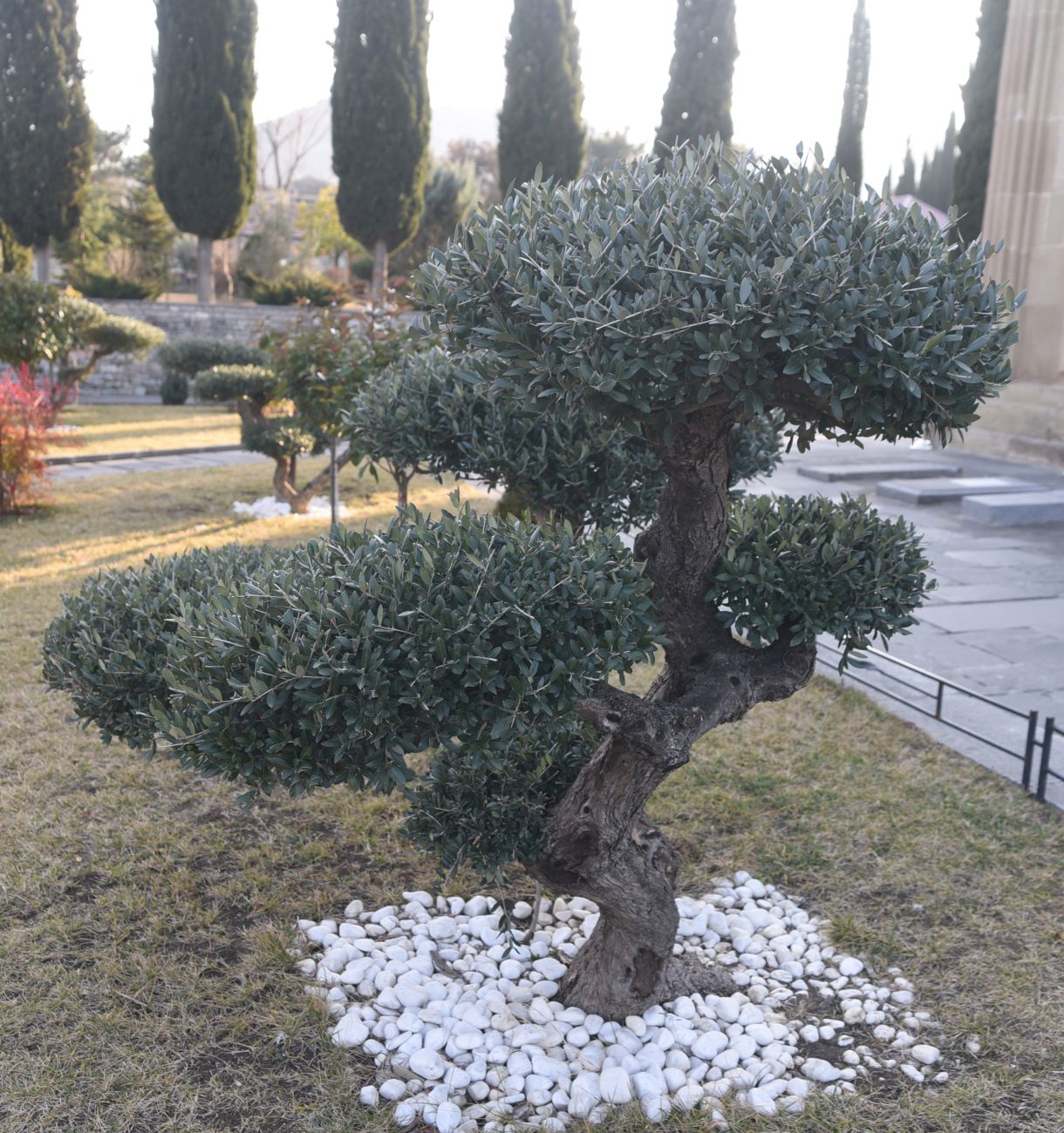 Image of Olea europaea specimen.