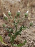 Crepis kotschyana. Плодоносящее растение. Узбекистан, Навоийская обл., Нуратинские горы, северный склон хр. Актау, ур. Чархансай, ок. 700 м н.у.м., каменистый склон, среди разреженного колючеминдальника. 17.05.2024.