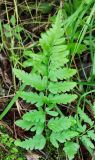 Dryopteris cristata