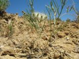 View full-size image Cuminum setifolium