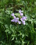 Cardamine quinquefolia