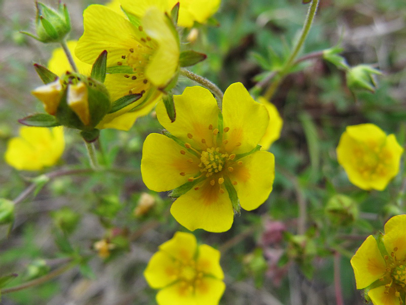 Image of Potentilla crantzii specimen.