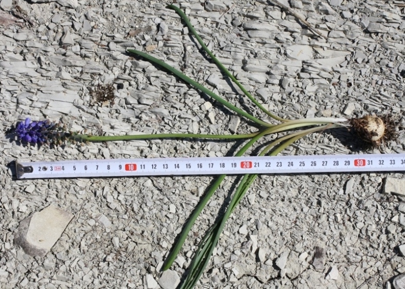 Image of Muscari armeniacum specimen.