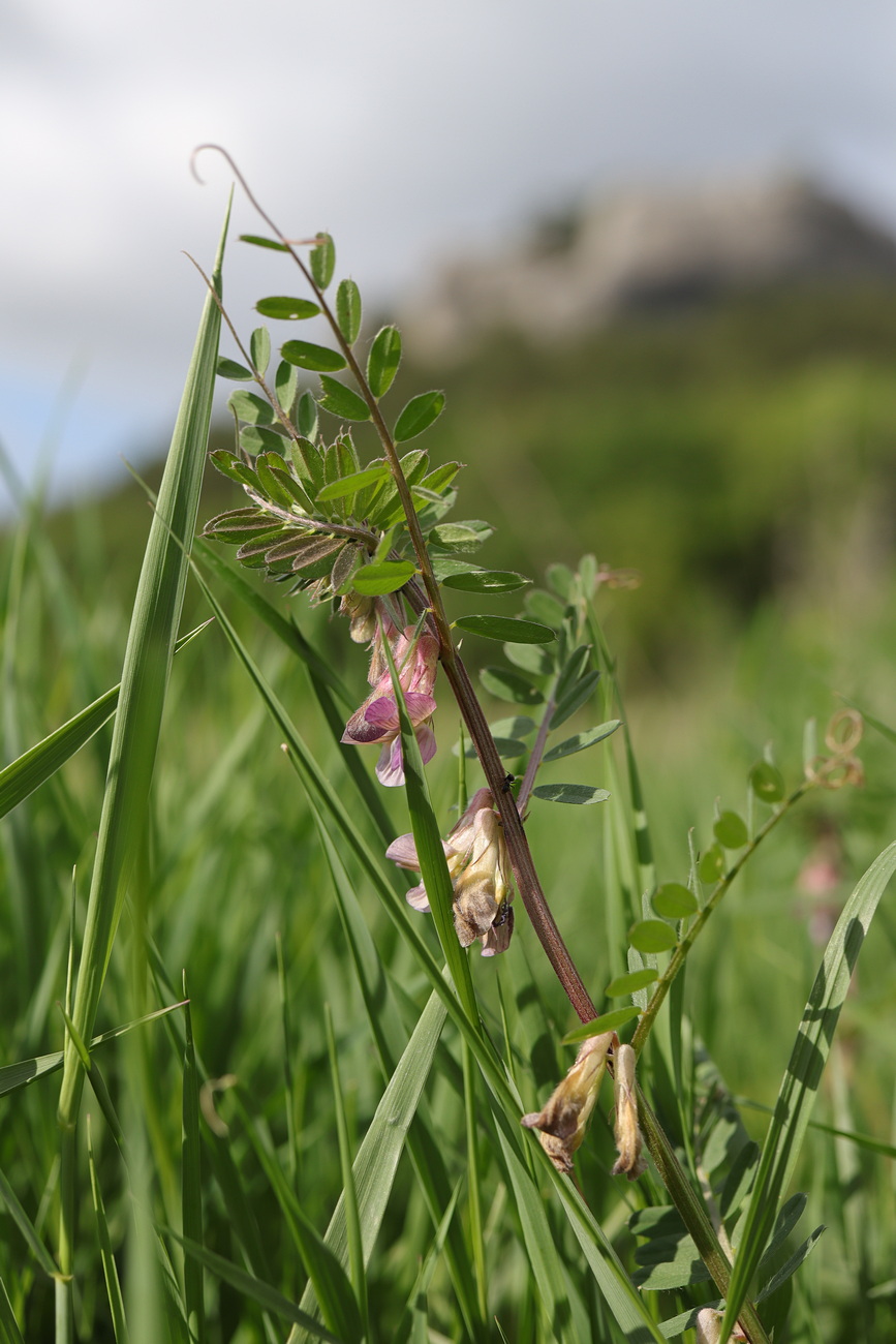 Изображение особи Vicia striata.