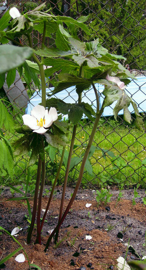 Image of Sinopodophyllum hexandrum specimen.