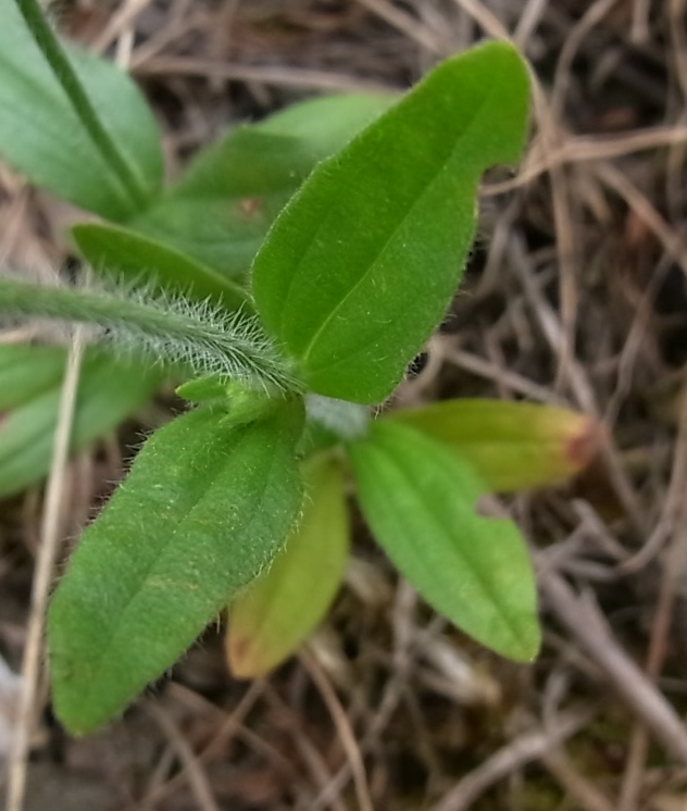 Image of Tuberaria guttata specimen.