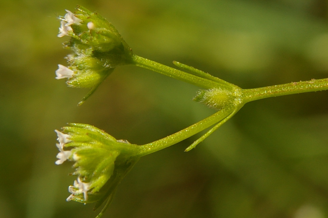 Image of Valerianella dentata specimen.