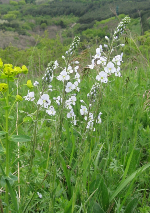 Image of Veronica gentianoides specimen.