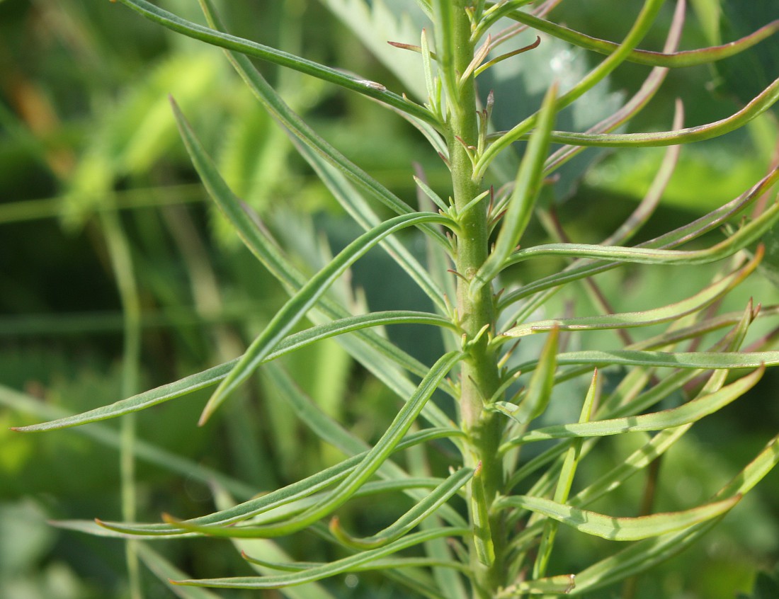 Image of Linaria ruthenica specimen.