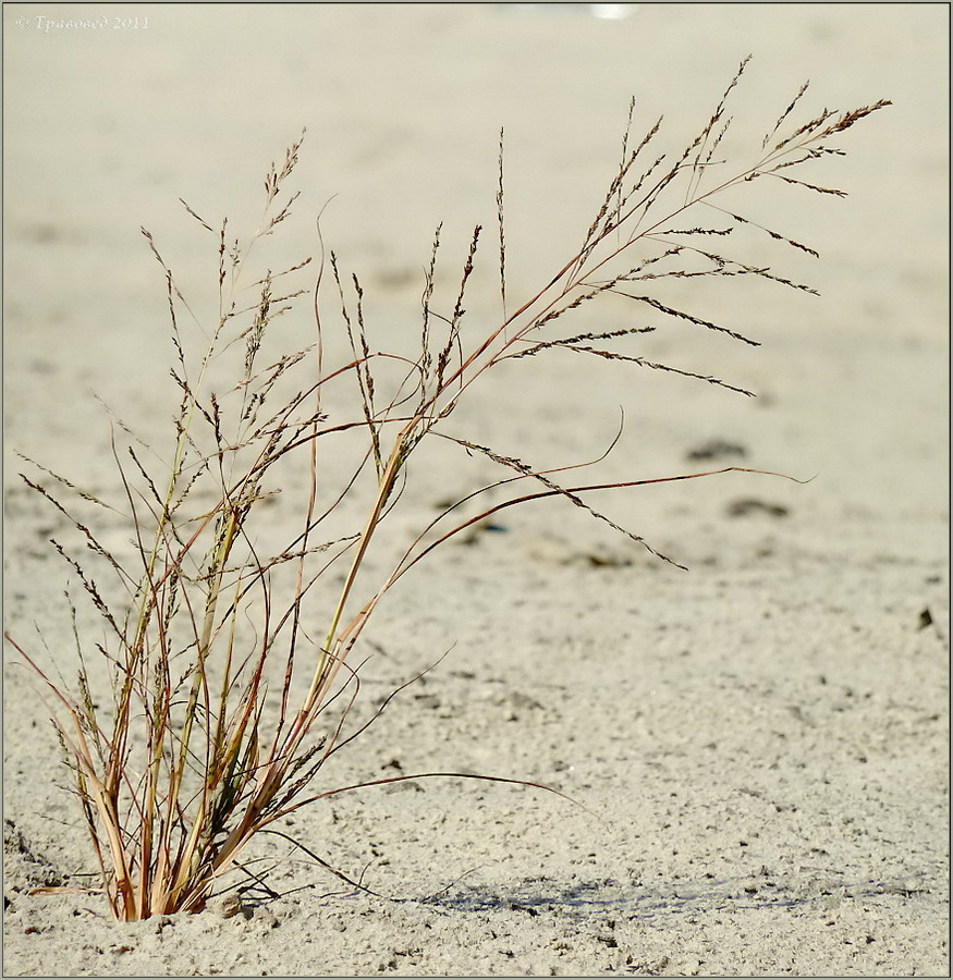 Изображение особи Eragrostis amurensis.