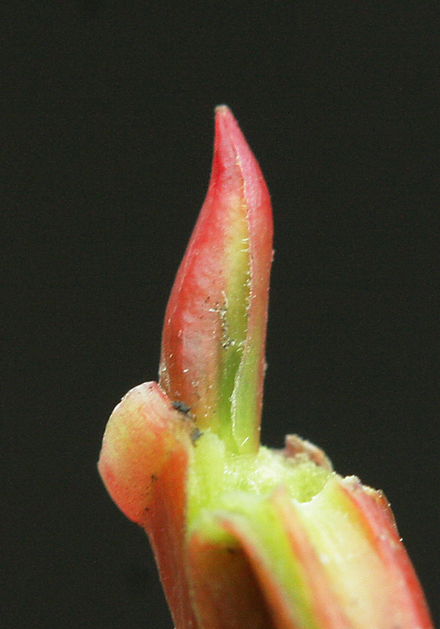Изображение особи Salix cardiophylla.