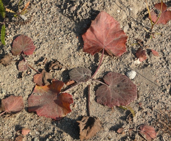 Image of Tussilago farfara specimen.