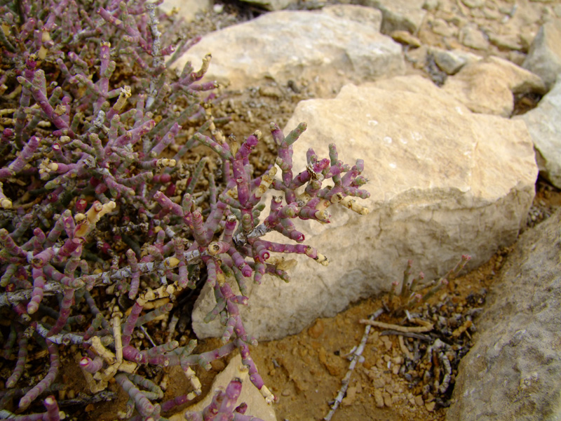 Image of Anabasis articulata specimen.