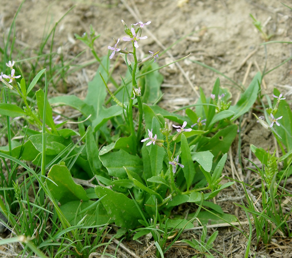 Image of Chorispora tenella specimen.