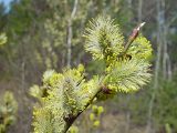 Salix caprea. Побег с мужскими соцветиями и раскрывающимися вегетативными почками. Московская обл., Раменский р-н, окрестности д. Хрипань, просека под ЛЭП. 01.05.2003.