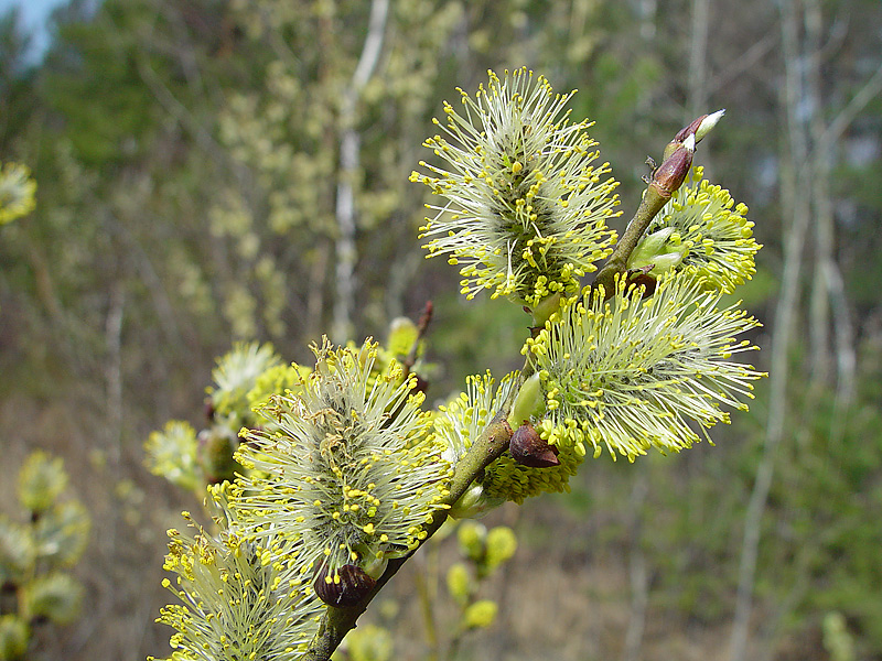 Изображение особи Salix caprea.