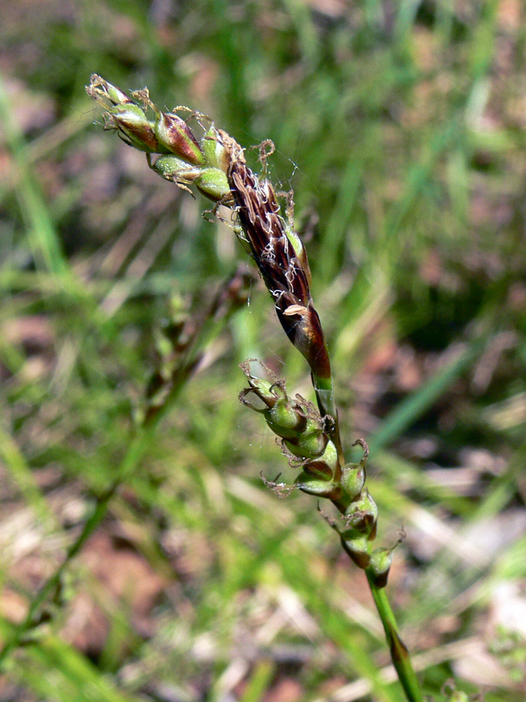 Изображение особи Carex digitata.