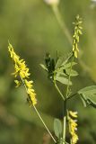 Melilotus officinalis