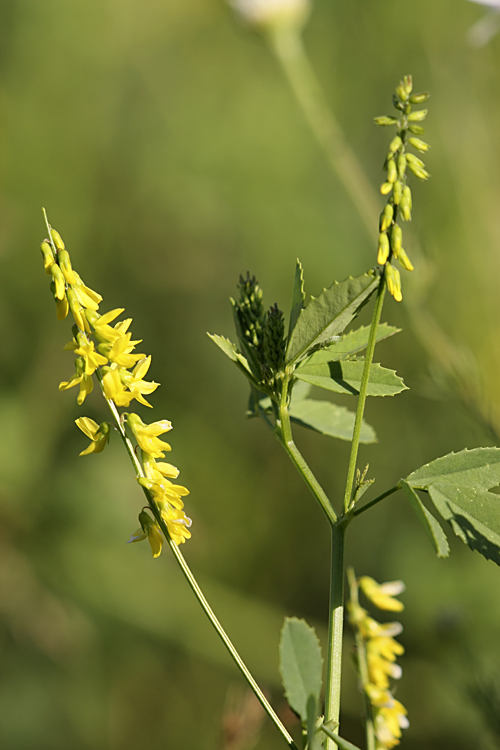 Image of Melilotus officinalis specimen.