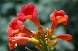 Campsis radicans