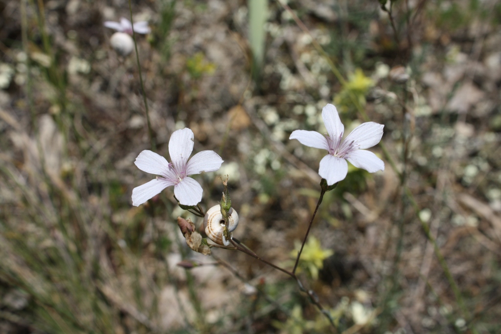 Image of Linum tenuifolium specimen.