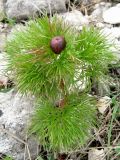 Paeonia tenuifolia. Молодой побег с бутоном. Крым, Симферополь, Марьино, степной склон. 14 апреля 2012 г.