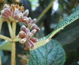 Viburnum rhytidophyllum. Часть соплодия. Южный берег Крыма, Никитский ботанический сад. 22 мая 2012 г.