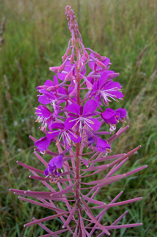 Image of Chamaenerion angustifolium specimen.